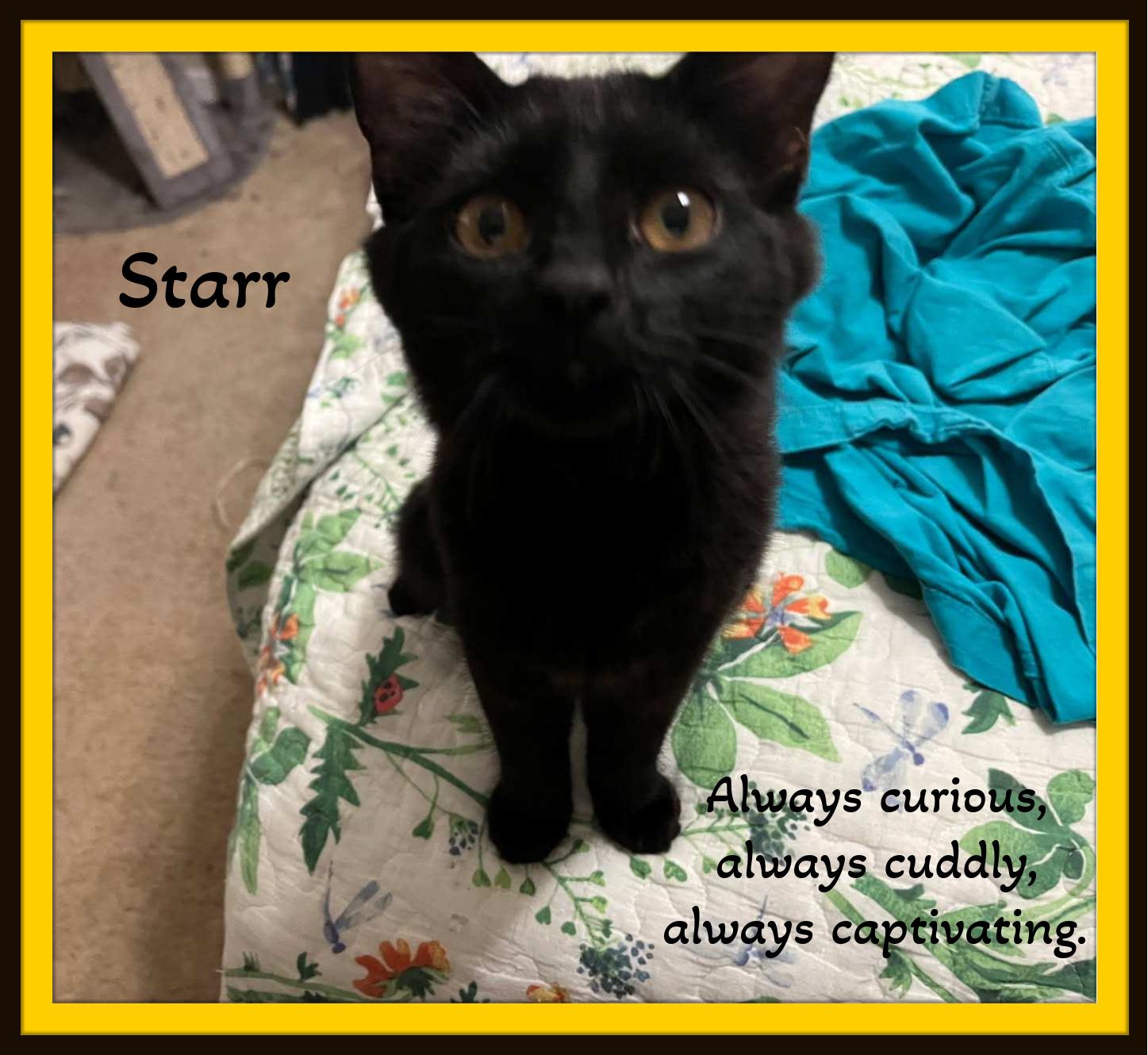 Enlarge Starr & Comet - Two little galaxies of love—ready to orbit your heart., a Adoptable mixed breed in Snow Camp, NC image 2/5
