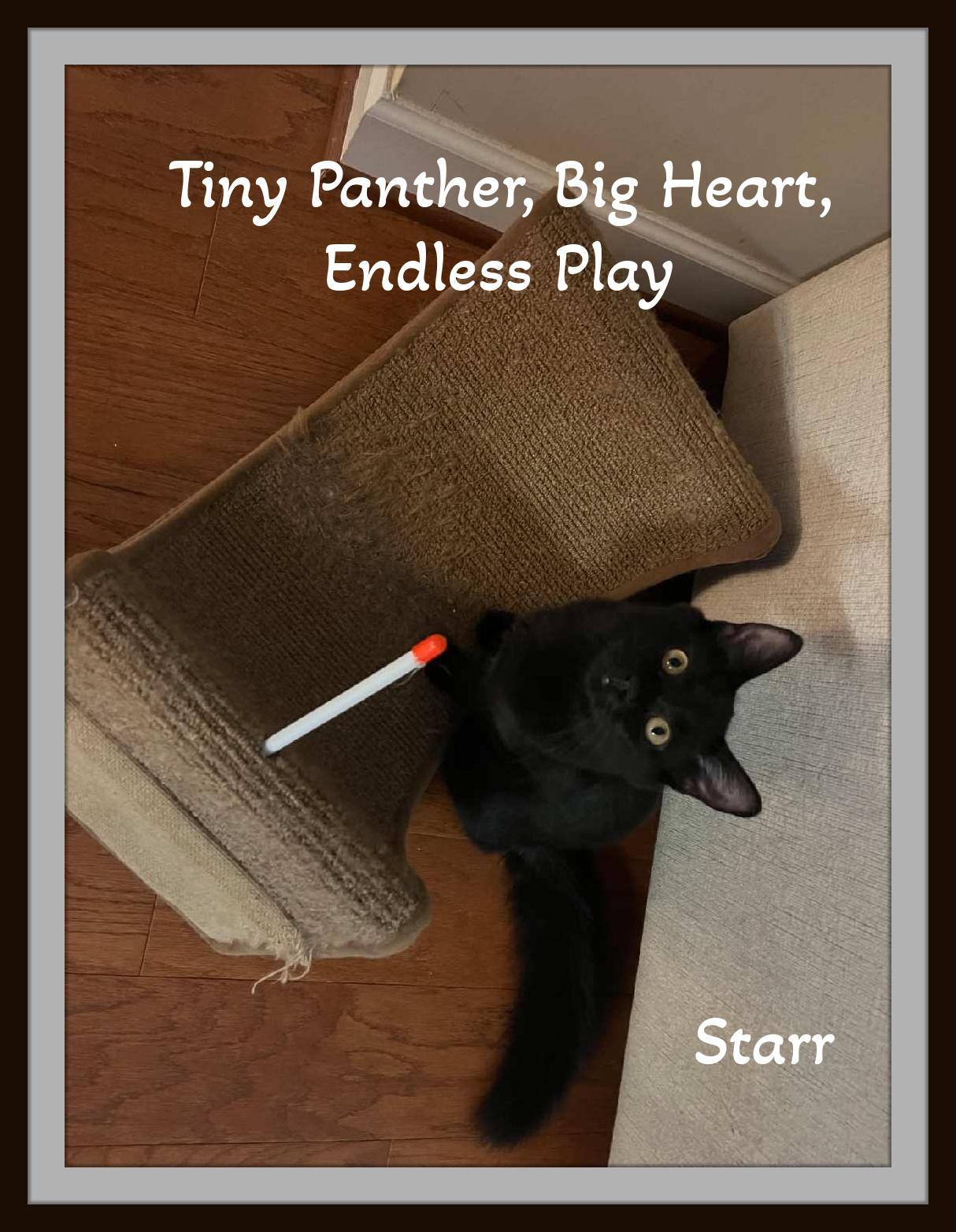 Enlarge Starr & Comet - Two little galaxies of love—ready to orbit your heart., a Adoptable mixed breed in Snow Camp, NC image 5/5