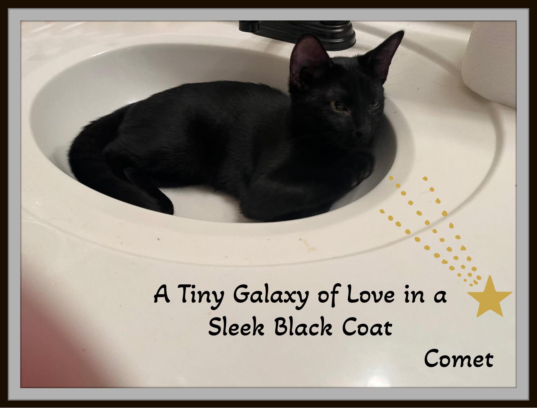 Enlarge Starr & Comet - Two little galaxies of love—ready to orbit your heart., a Adoptable mixed breed in Snow Camp, NC image 3/5