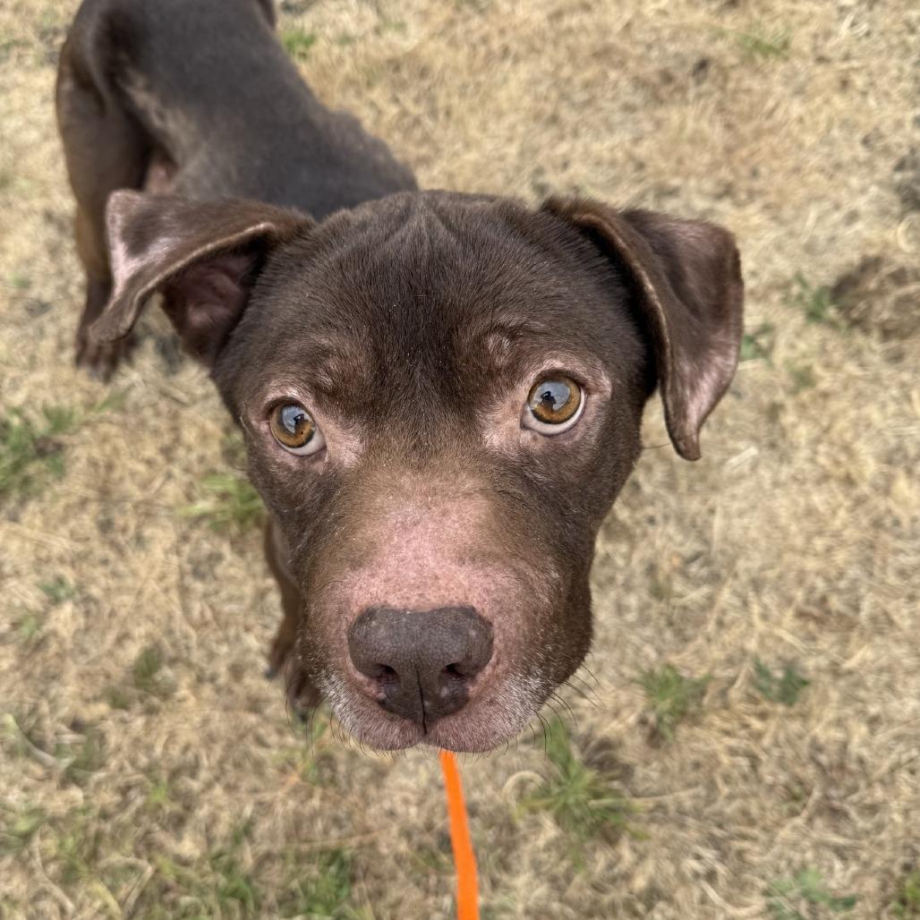 Beluga, Adoptable, Adult Male Mixed Breed.