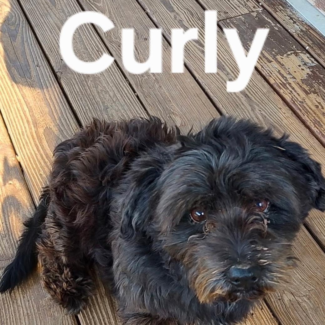 Enlarge Curly , an adopted Schnoodle in Brentwood, TN image 1/1