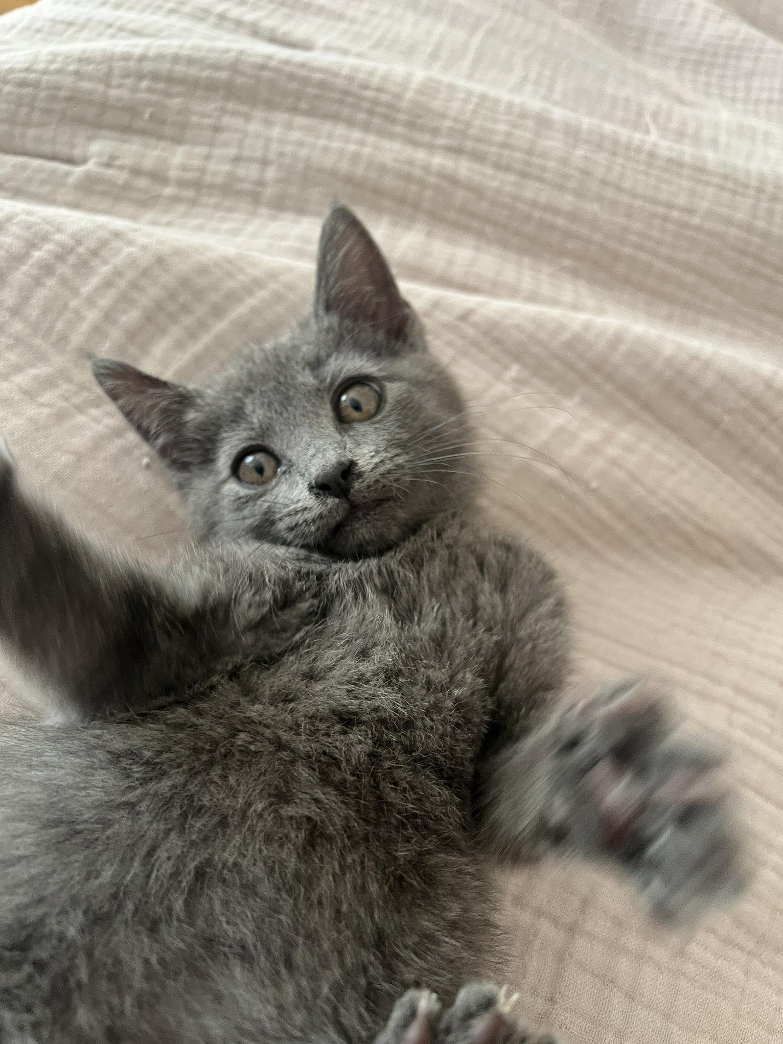 Violet, Adopted, Kitten Female Russian Blue & Domestic Short Hair.