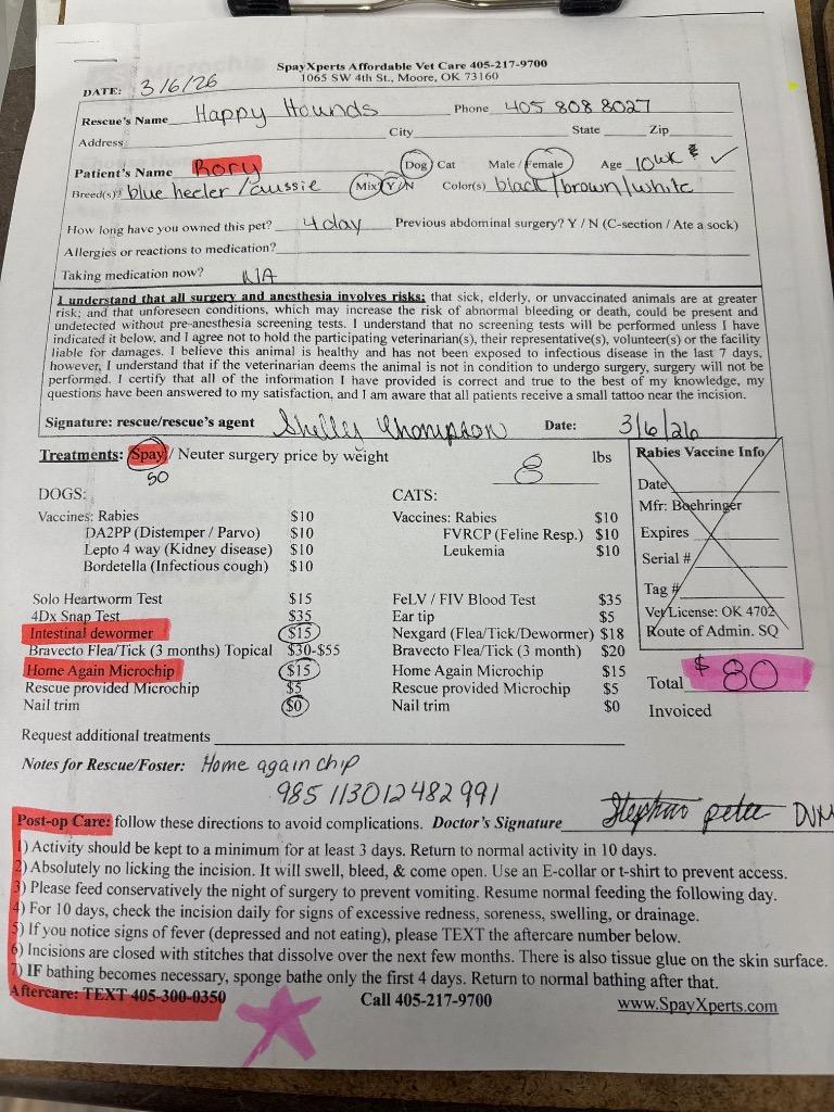 Rory, Adopted, Puppy Male Australian Cattle Dog / Blue Heeler.