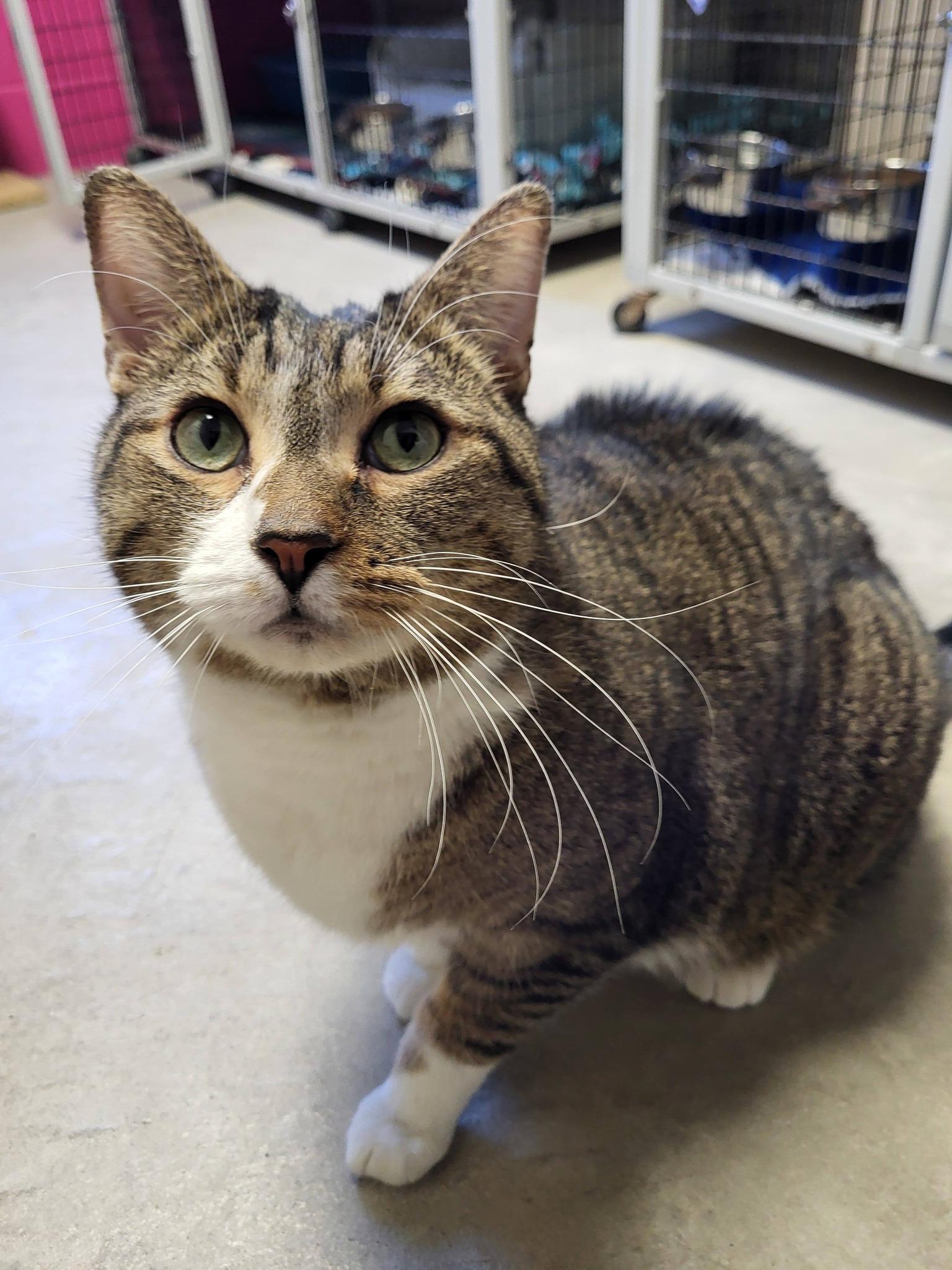Enlarge Coon, an adopted Domestic Short Hair in Chilton, WI image 4/6