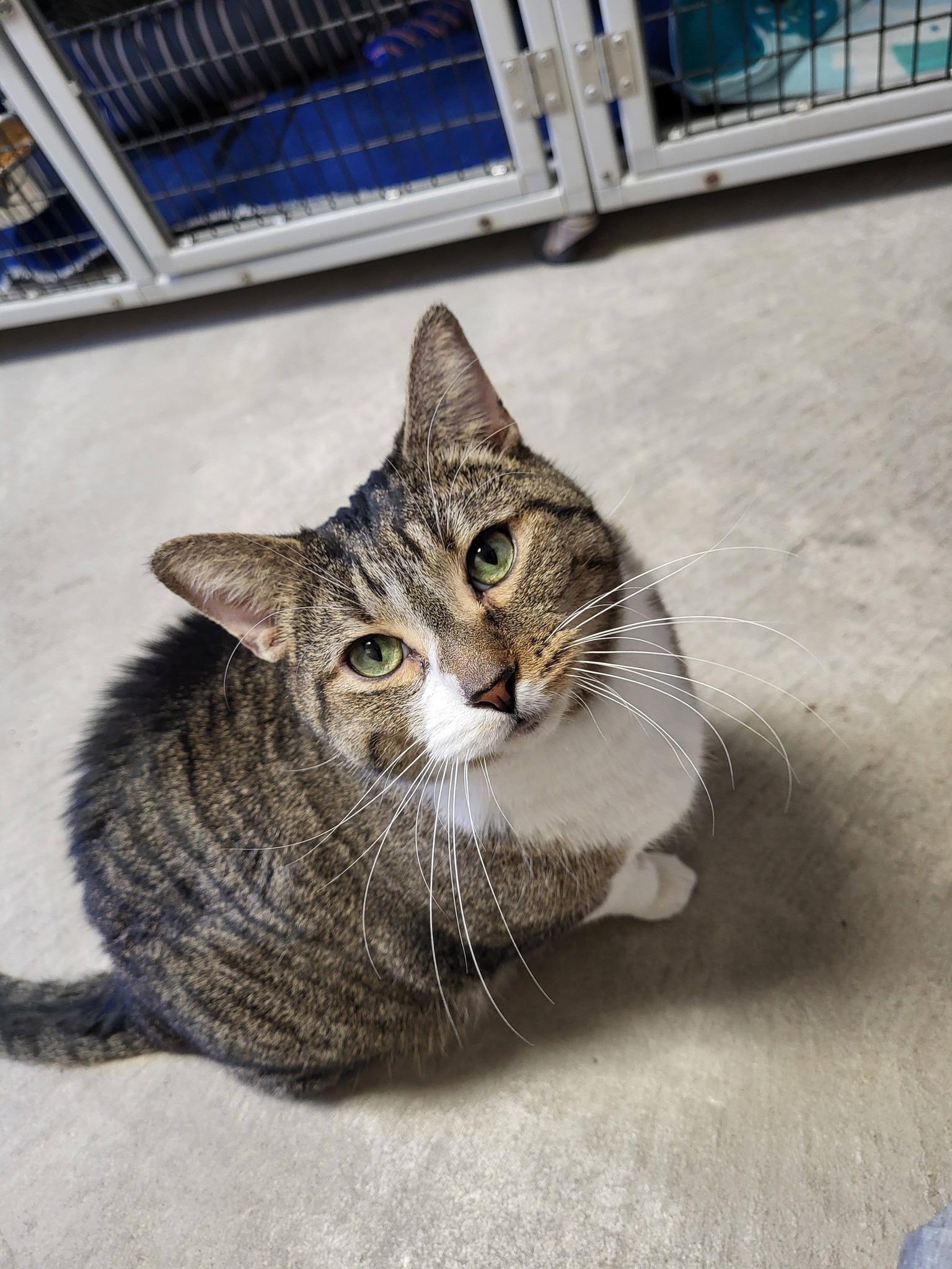 Enlarge Coon, an adopted Domestic Short Hair in Chilton, WI image 5/6