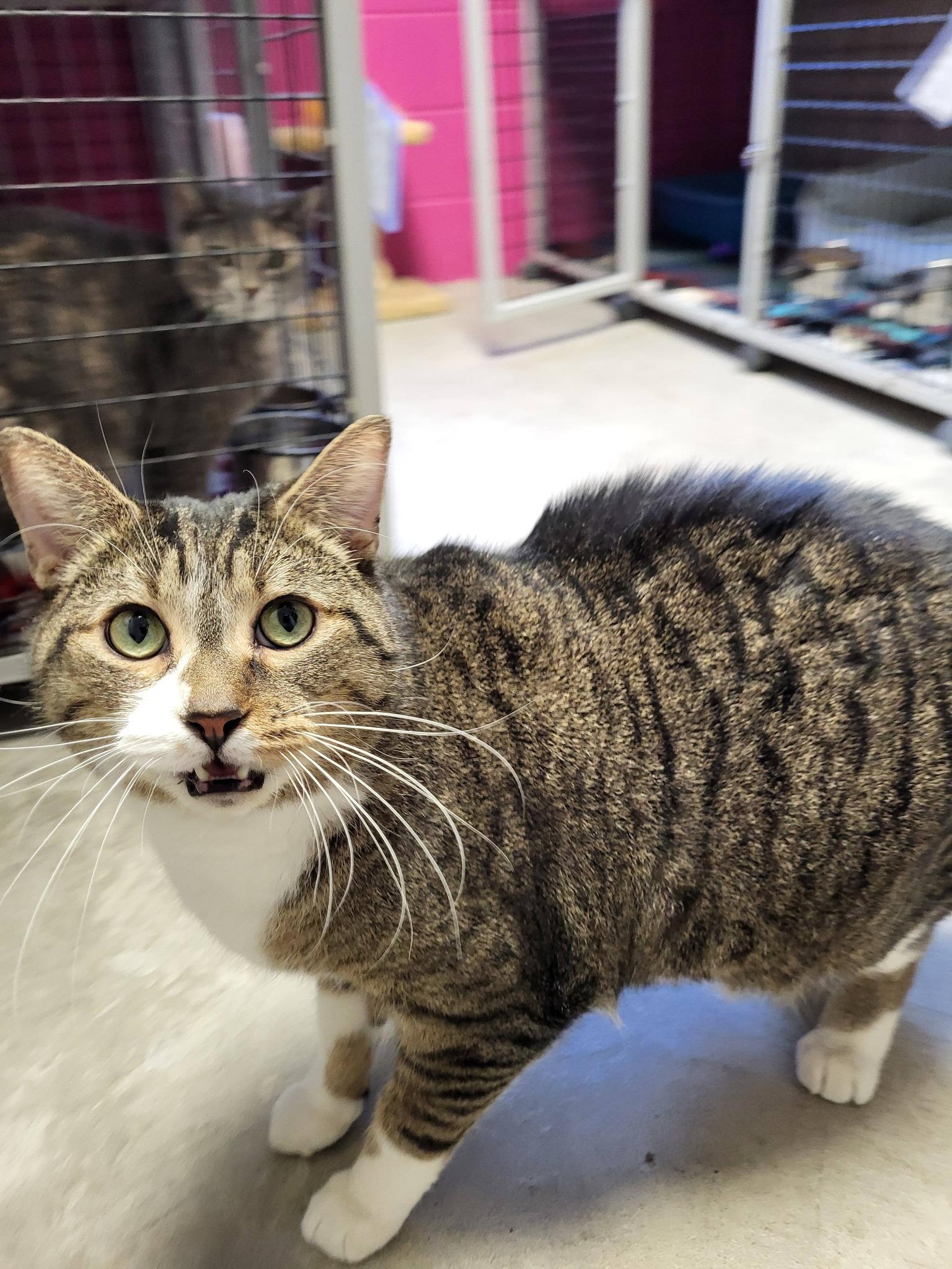 Enlarge Coon, an adopted Domestic Short Hair in Chilton, WI image 2/6