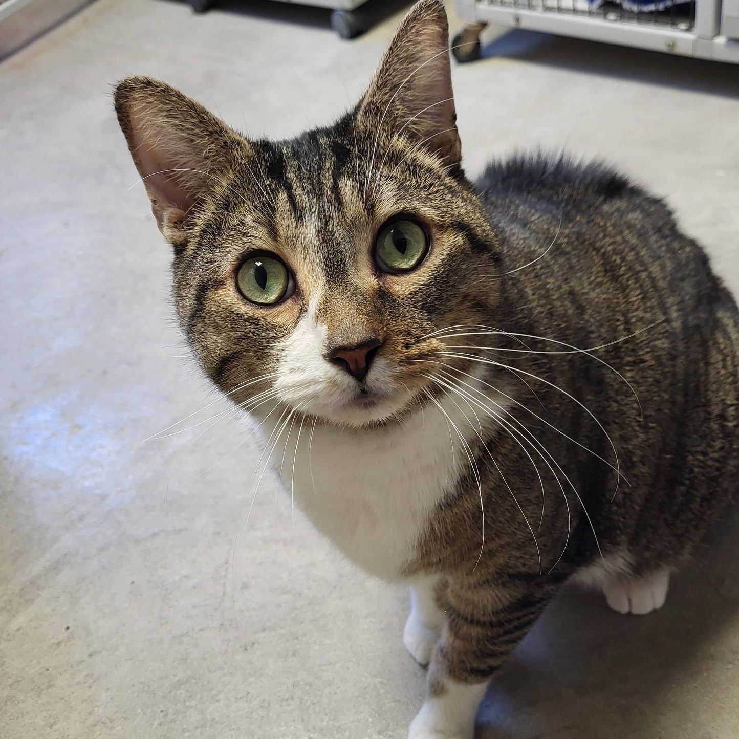 Coon, adopted, Adult Male Domestic Short Hair.