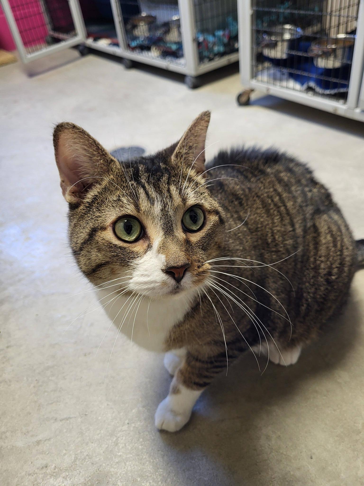 Enlarge Coon, an adopted Domestic Short Hair in Chilton, WI image 3/6