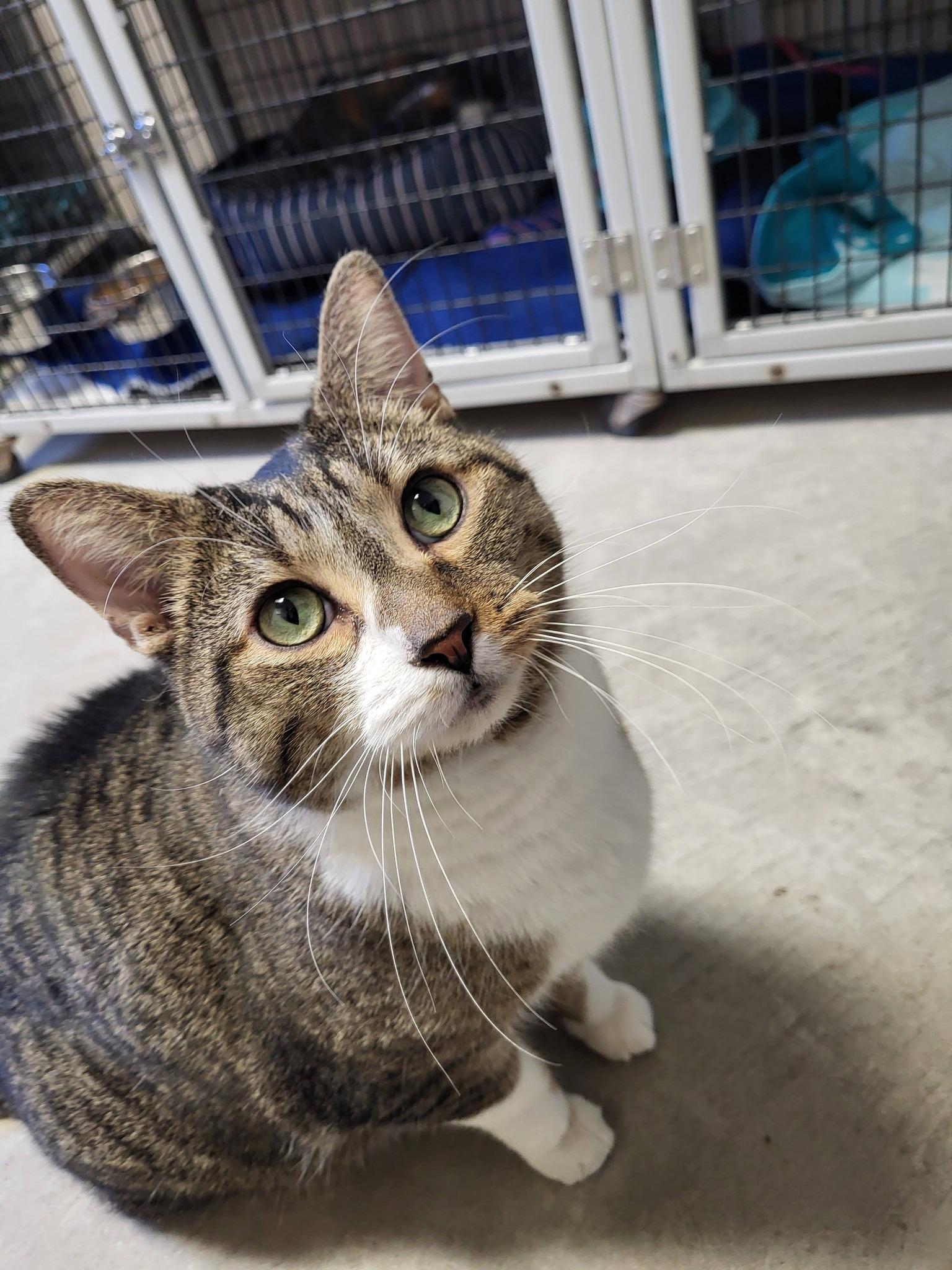 Enlarge Coon, an adopted Domestic Short Hair in Chilton, WI image 6/6