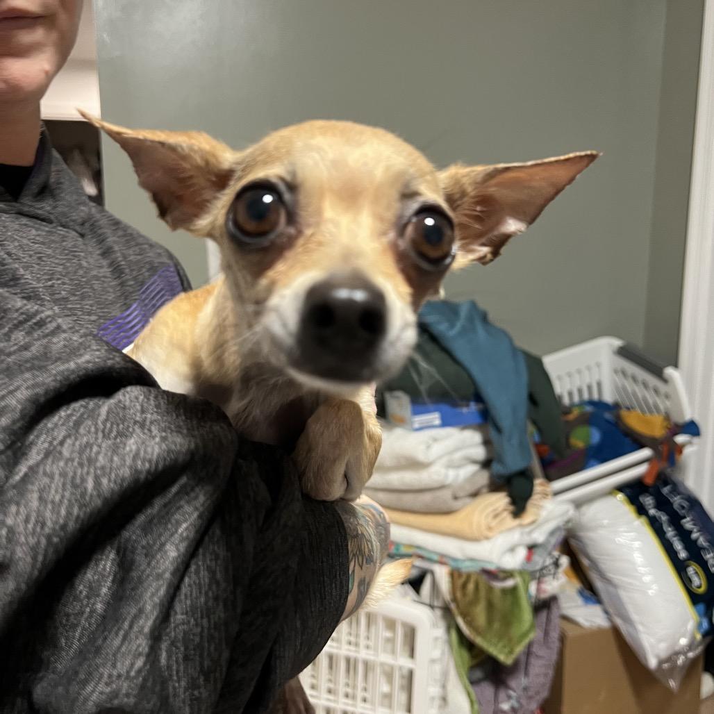 Breezy Johnson, Adoptable, Adult Female Chihuahua.
