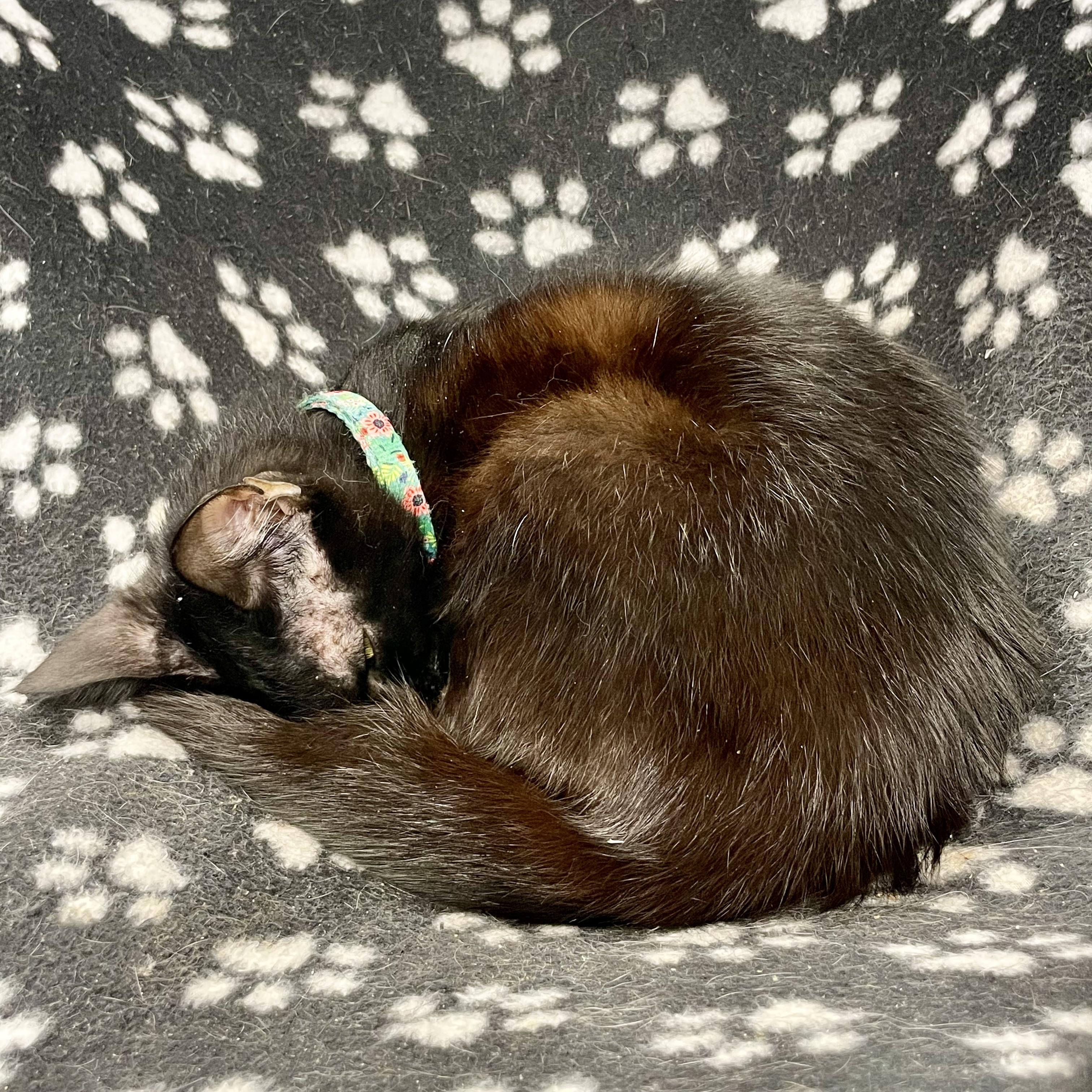 Enlarge Linguine, a ADOPTABLE Domestic Short Hair in Plano, TX image 2/3