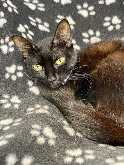 Enlarge Linguine, a ADOPTABLE Domestic Short Hair in Plano, TX image 1/3