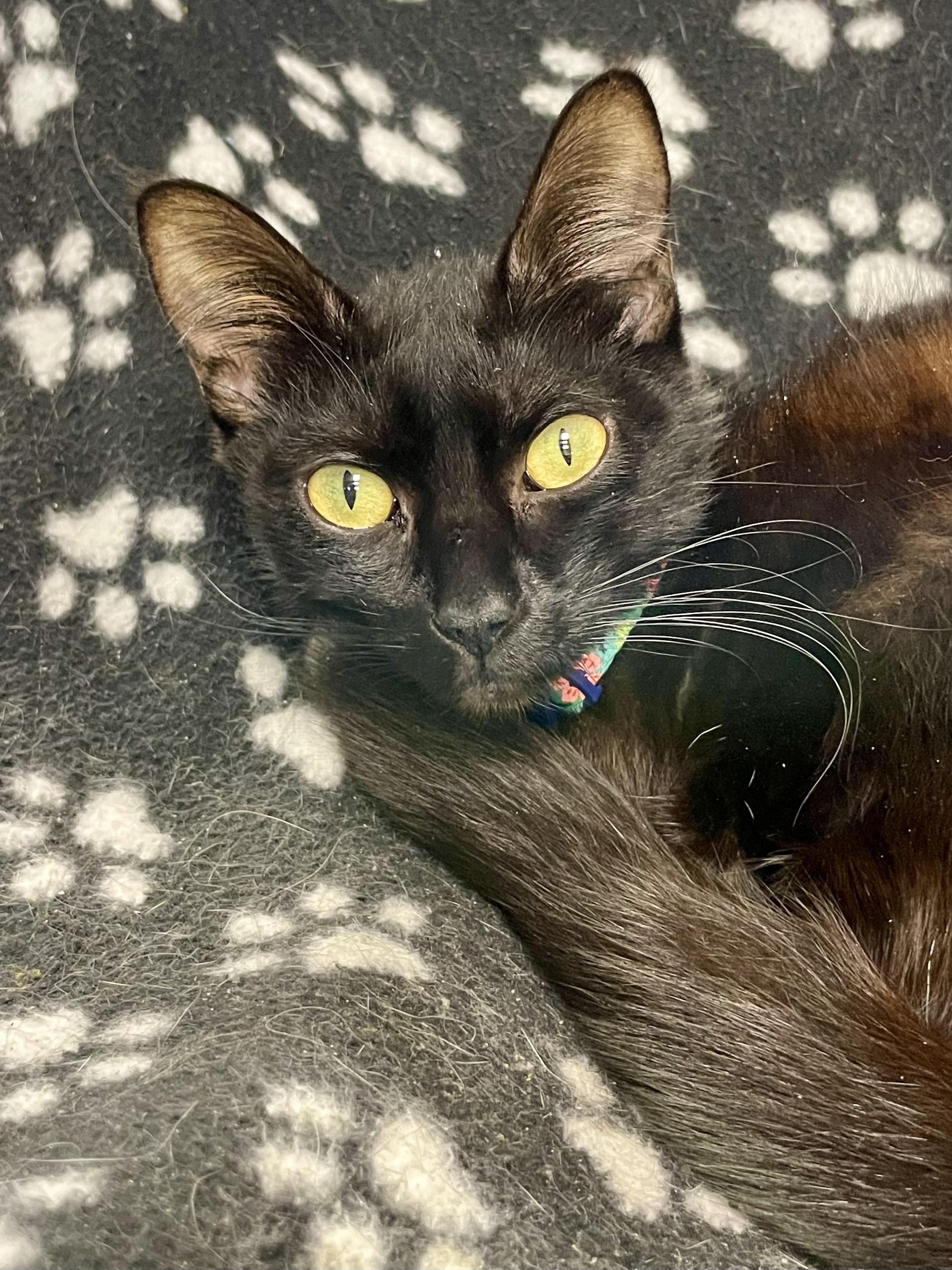 Enlarge Linguine, a ADOPTABLE Domestic Short Hair in Plano, TX image 3/3