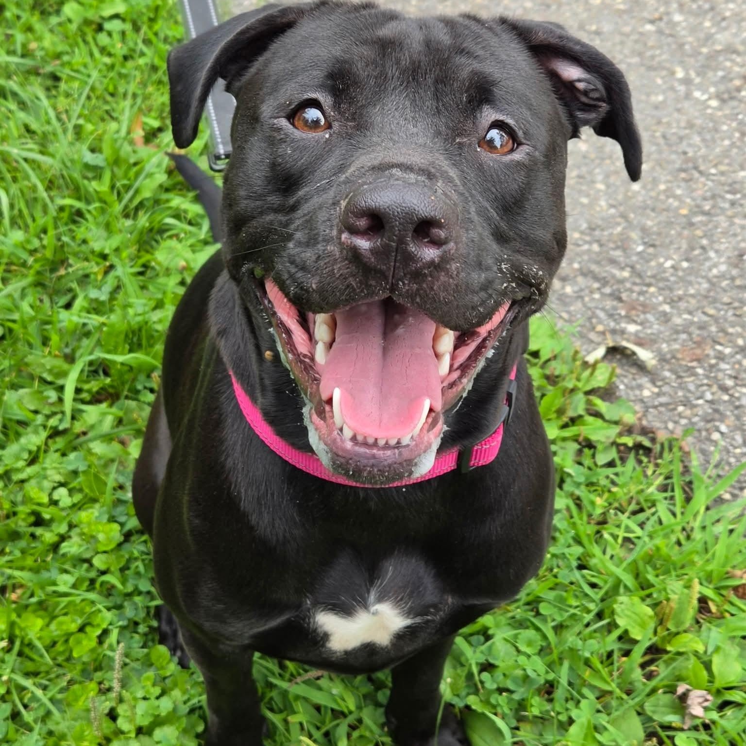 Popsicle, Adoptable, Young Female Pit Bull Terrier.