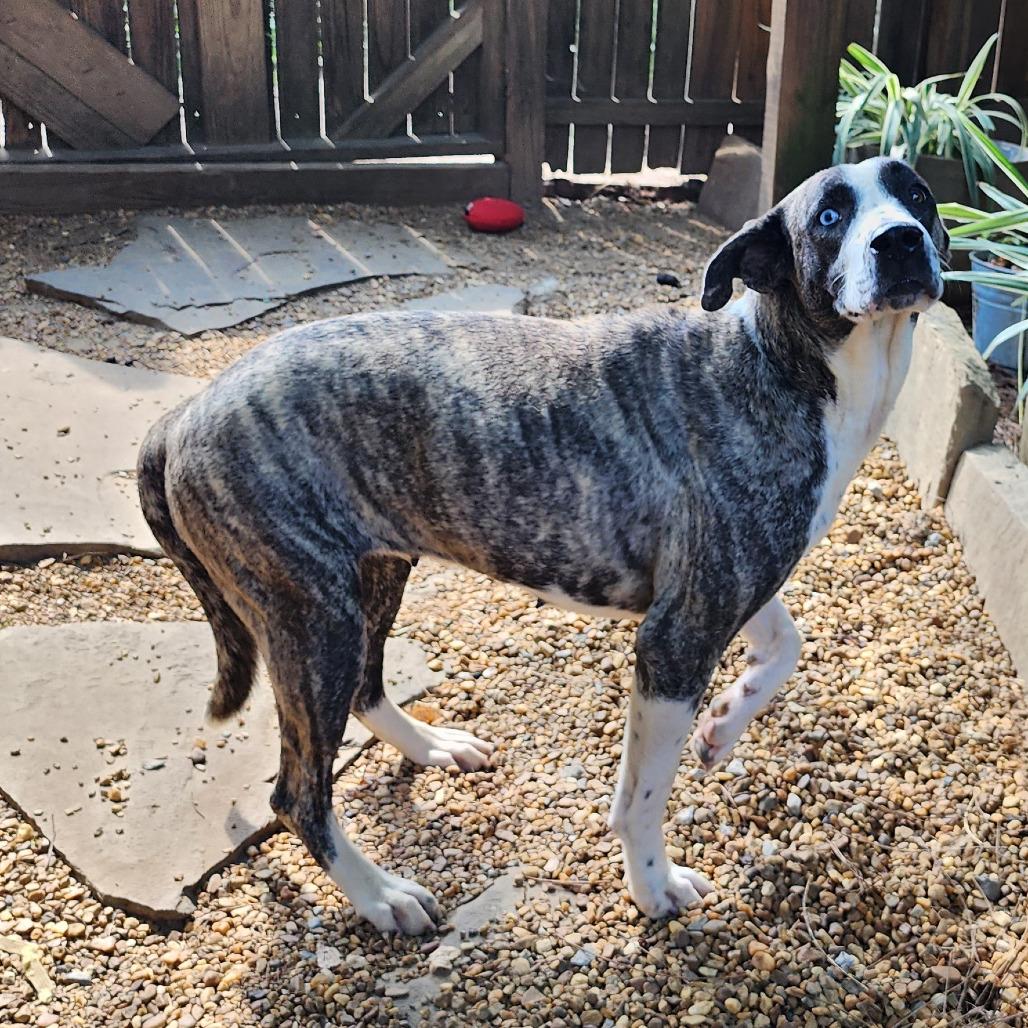 Amaretta — thumbnail 2