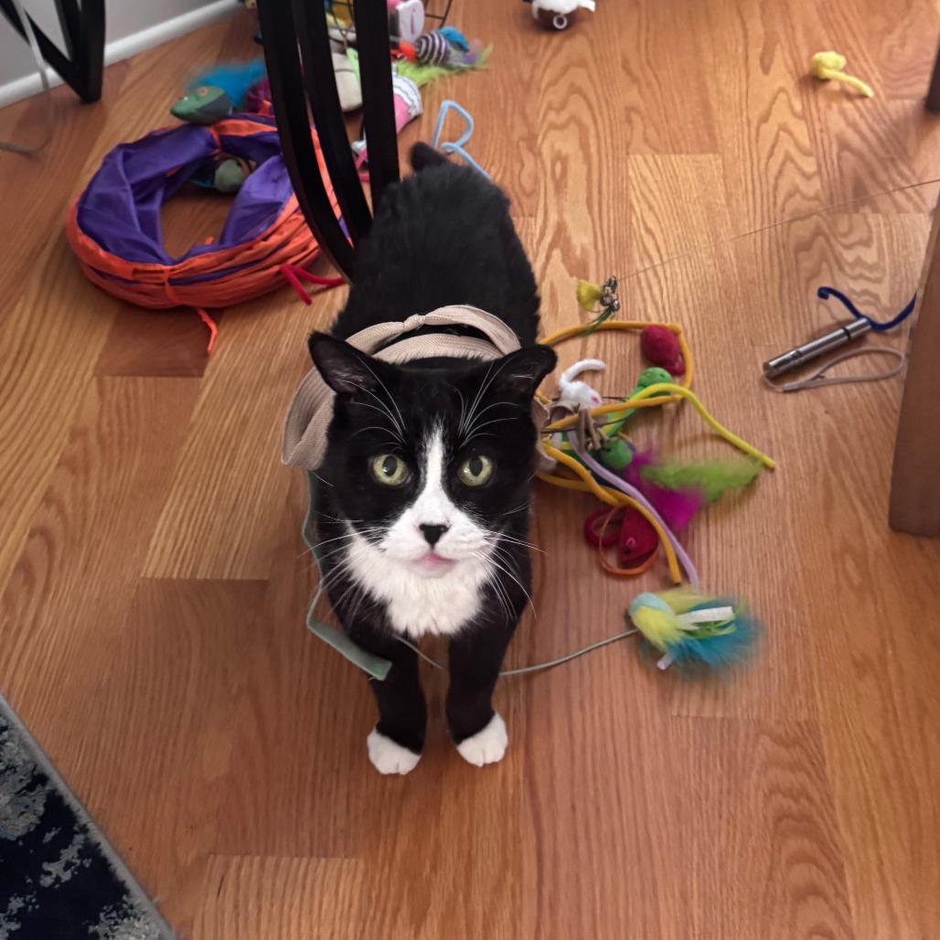 Enlarge Guinevere, a Adoptable Domestic Short Hair in Philadelphia, PA image 1/5