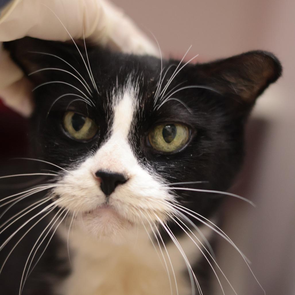 Enlarge Guinevere, a Adoptable Domestic Short Hair in Philadelphia, PA image 2/5
