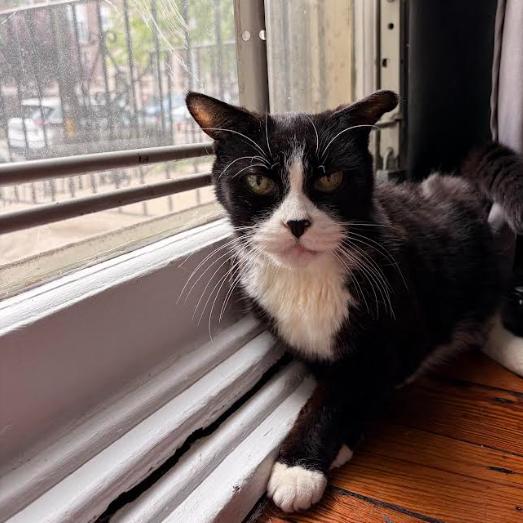 Enlarge Guinevere, a Adoptable Domestic Short Hair in Philadelphia, PA image 4/5