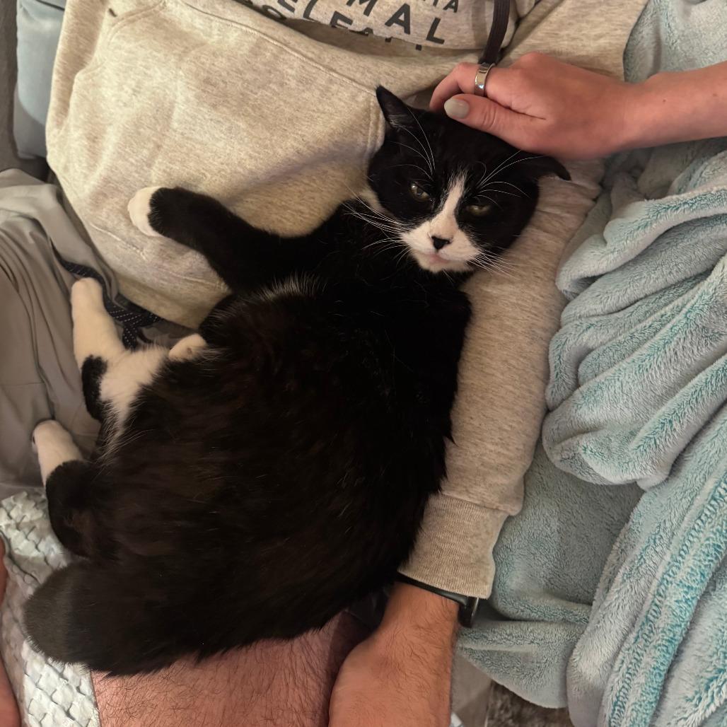 Enlarge Guinevere, a Adoptable Domestic Short Hair in Philadelphia, PA image 5/5