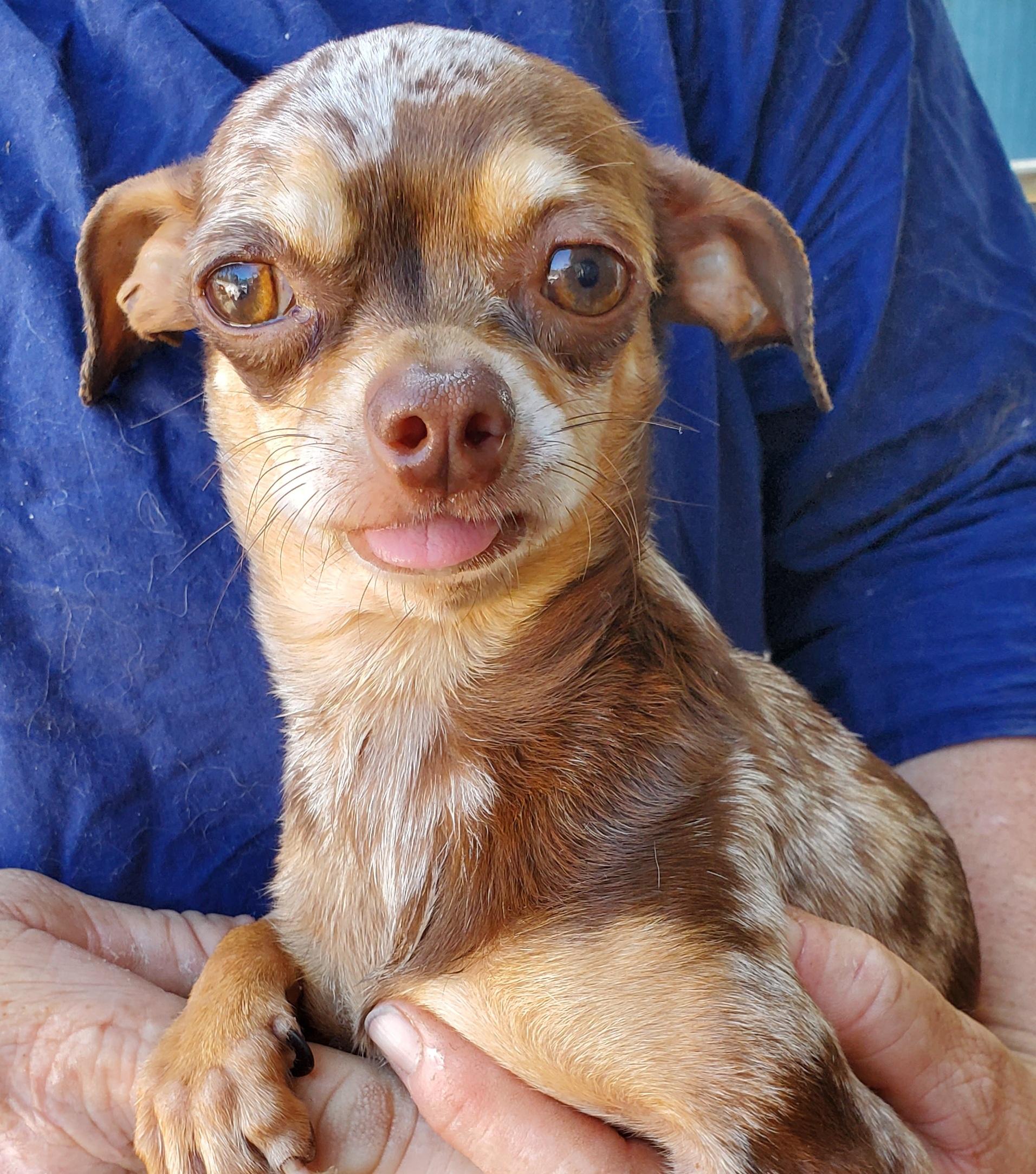 Coco, ADOPTABLE, Adult Female Chihuahua.