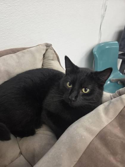 Brim, Adoptable, Adult Male Domestic Short Hair & Domestic Short Hair.