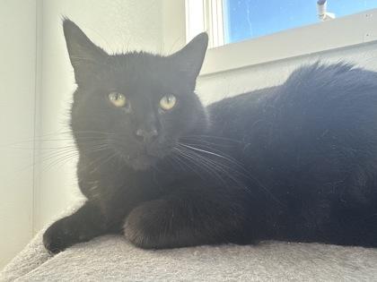 Brim, Adoptable, Adult Male Domestic Short Hair & Domestic Short Hair.