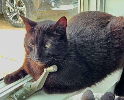 Enlarge Brim, a Adoptable mixed breed in Mount Pleasant, IA image 2/3