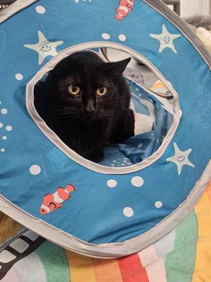 Enlarge Brim, a Adoptable mixed breed in Mount Pleasant, IA image 3/3