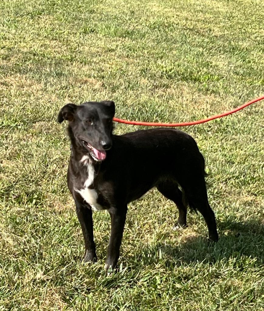 Shadow, Adoptable, Young Female Beagle & Mixed Breed.