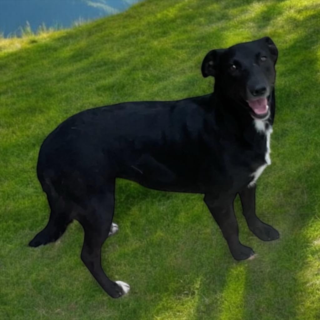 Enlarge Shadow, a Adoptable mixed breed in Pittsfield, IL image 3/6