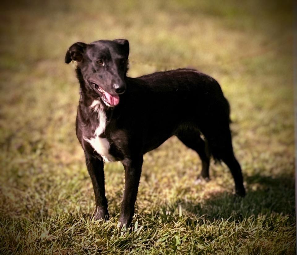 Enlarge Shadow, a Adoptable mixed breed in Pittsfield, IL image 5/6