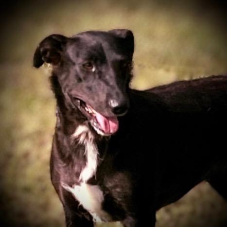 Enlarge Shadow, a Adoptable mixed breed in Pittsfield, IL image 6/6