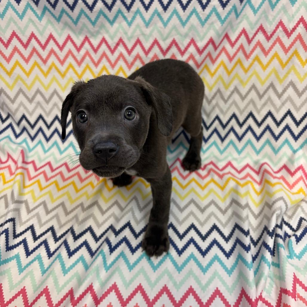 Balto, Adoptable, Puppy Male Pit Bull Terrier & Mixed Breed.
