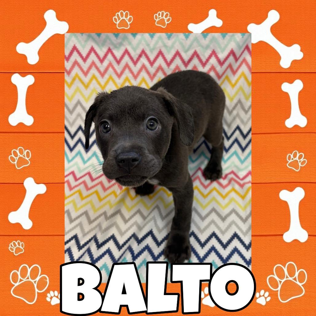 Enlarge Balto, a Adoptable mixed breed in Royse City, TX image 2/2