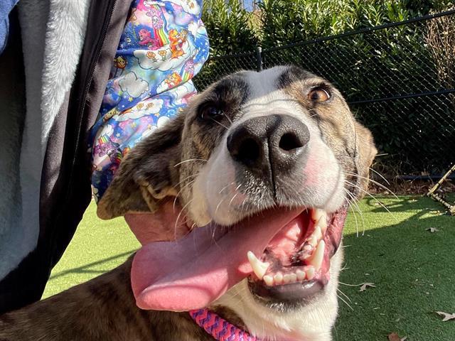 Enlarge TOBIAS, a Adoptable Anatolian Shepherd in Clyde, NC image 1/1