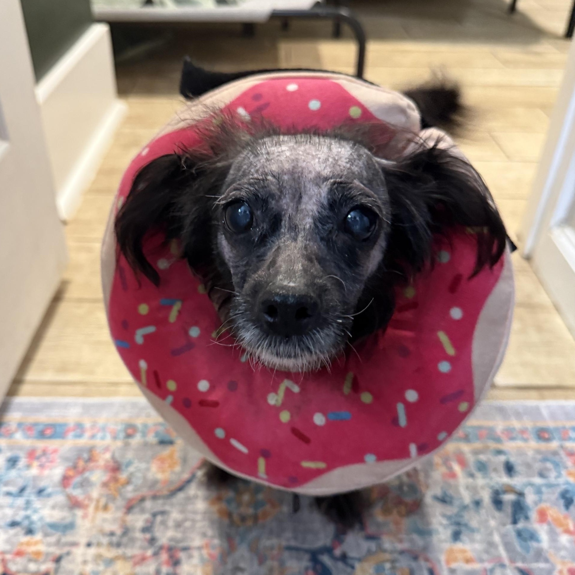 Noelle - In Foster, a Adoptable mixed breed in Jefferson, LA image 2/5