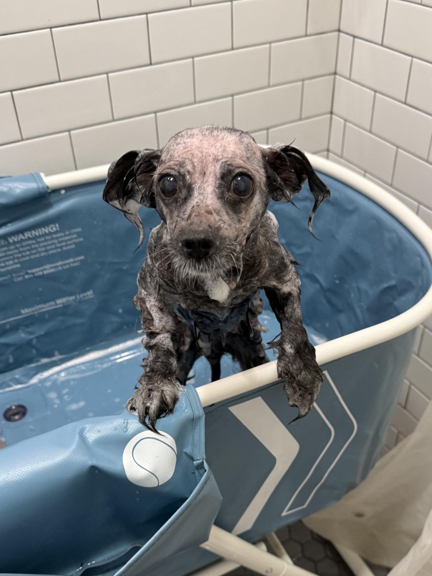 Noelle - In Foster, a Adoptable mixed breed in Jefferson, LA image 4/5