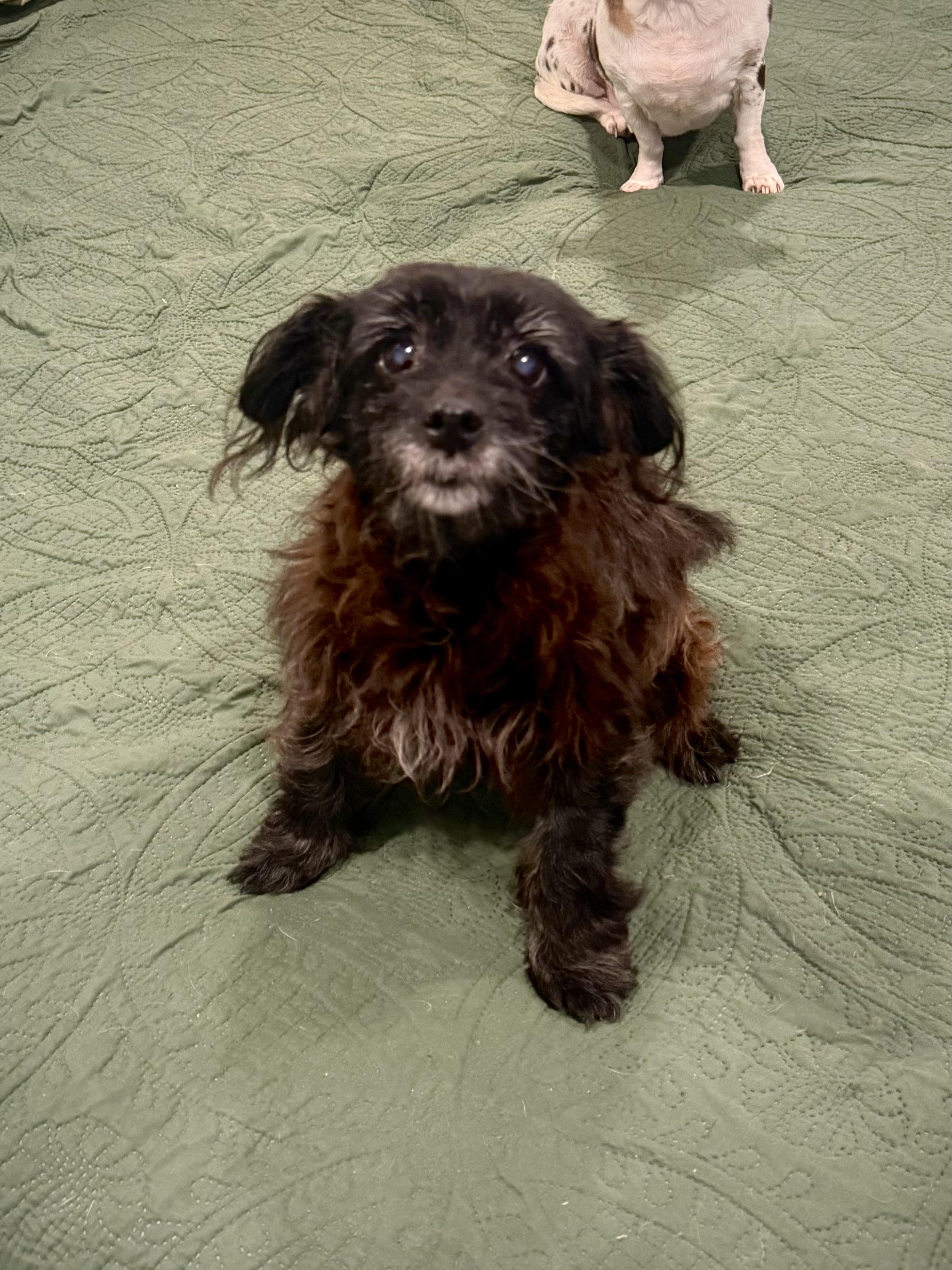 Enlarge Noelle - In Foster, a Adoptable mixed breed in Jefferson, LA image 1/6