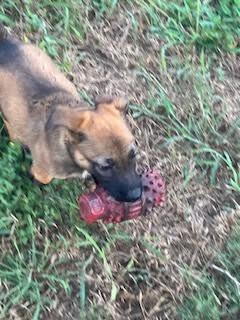 Xena(Painted Lady), a Adoptable German Shepherd Dog in New Braunfels, TX image 1/4