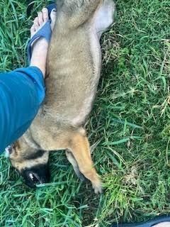 Xena(Painted Lady), a Adoptable German Shepherd Dog in New Braunfels, TX image 2/4