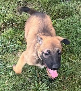Xena(Painted Lady), a Adoptable German Shepherd Dog in New Braunfels, TX image 3/4