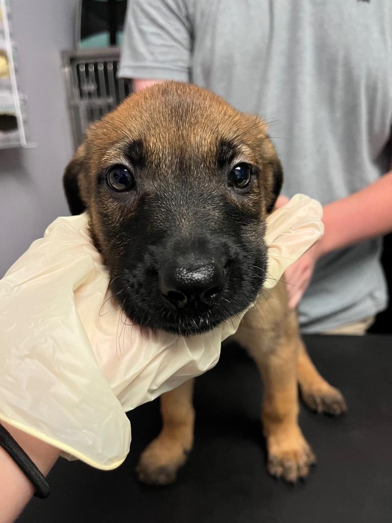 Xena(Painted Lady), a Adoptable German Shepherd Dog in New Braunfels, TX image 4/4