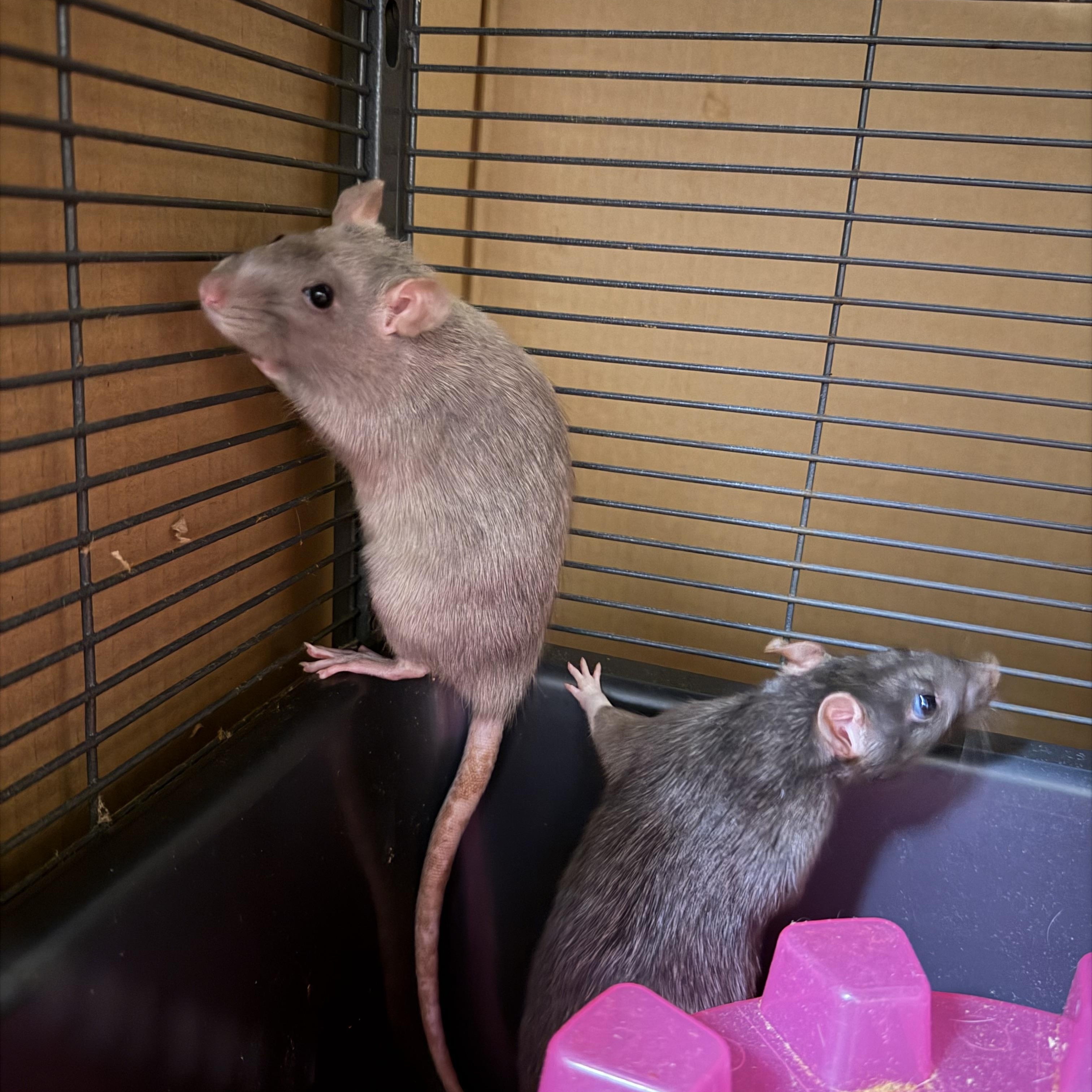 Rory and Lorelai, a Adoptable Rat in Pylesville, MD image 1/3