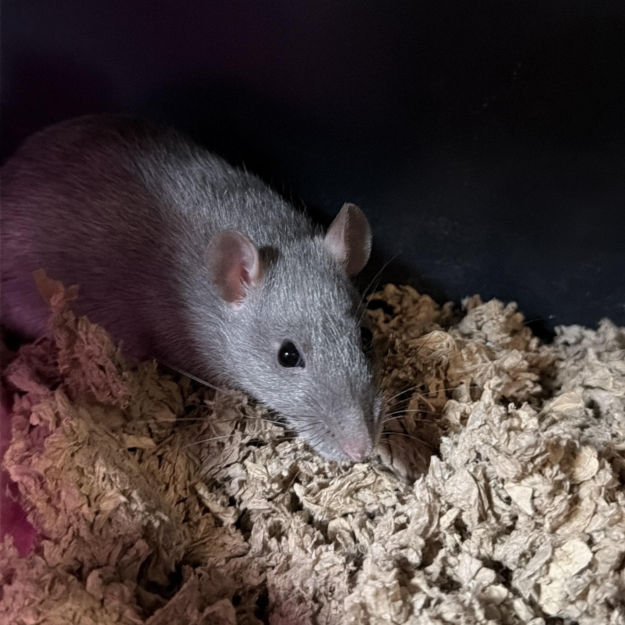 Rory and Lorelai, a Adoptable Rat in Pylesville, MD image 3/3
