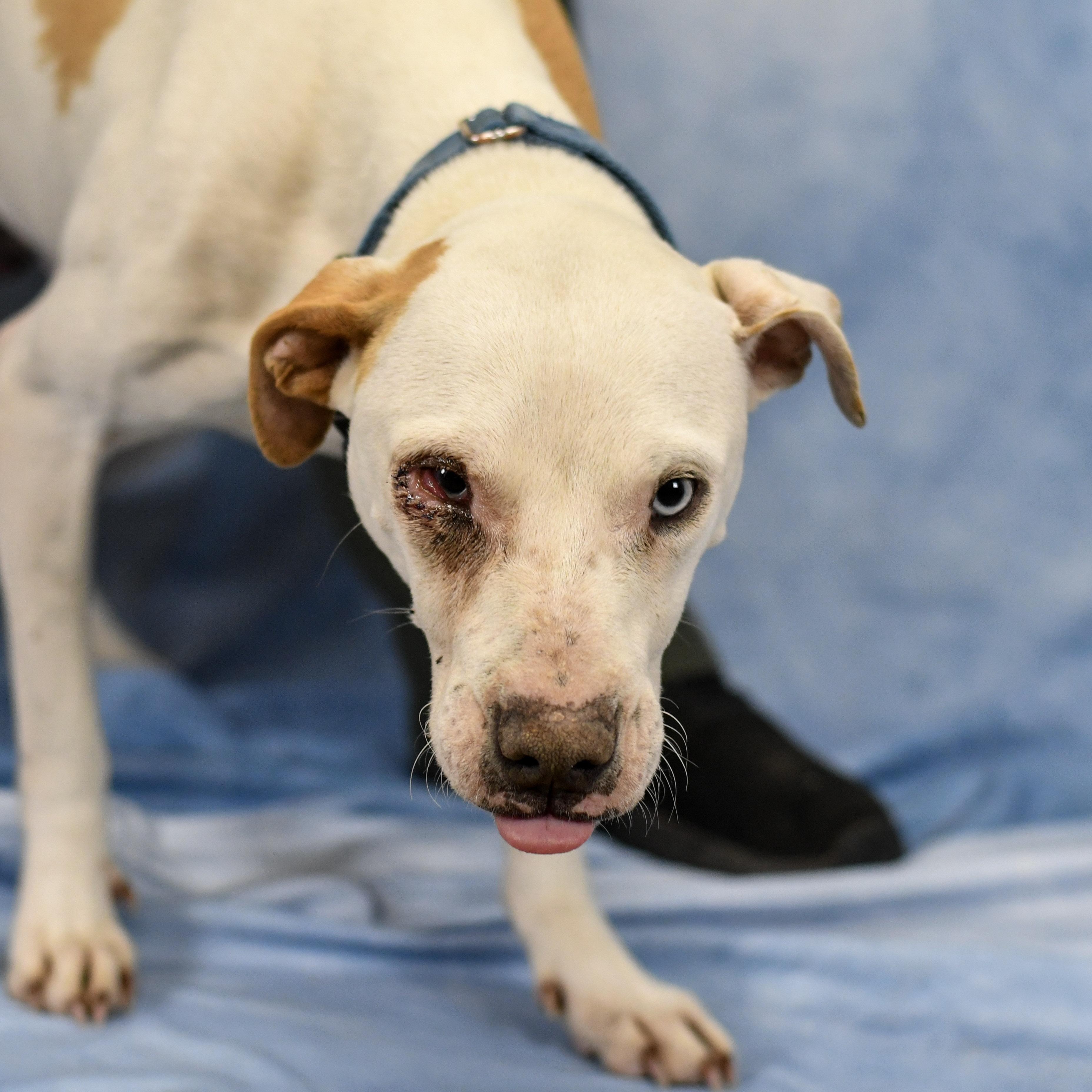 Stevie, a ADOPTABLE Mixed Breed in Defuniak Springs, FL image 3/4