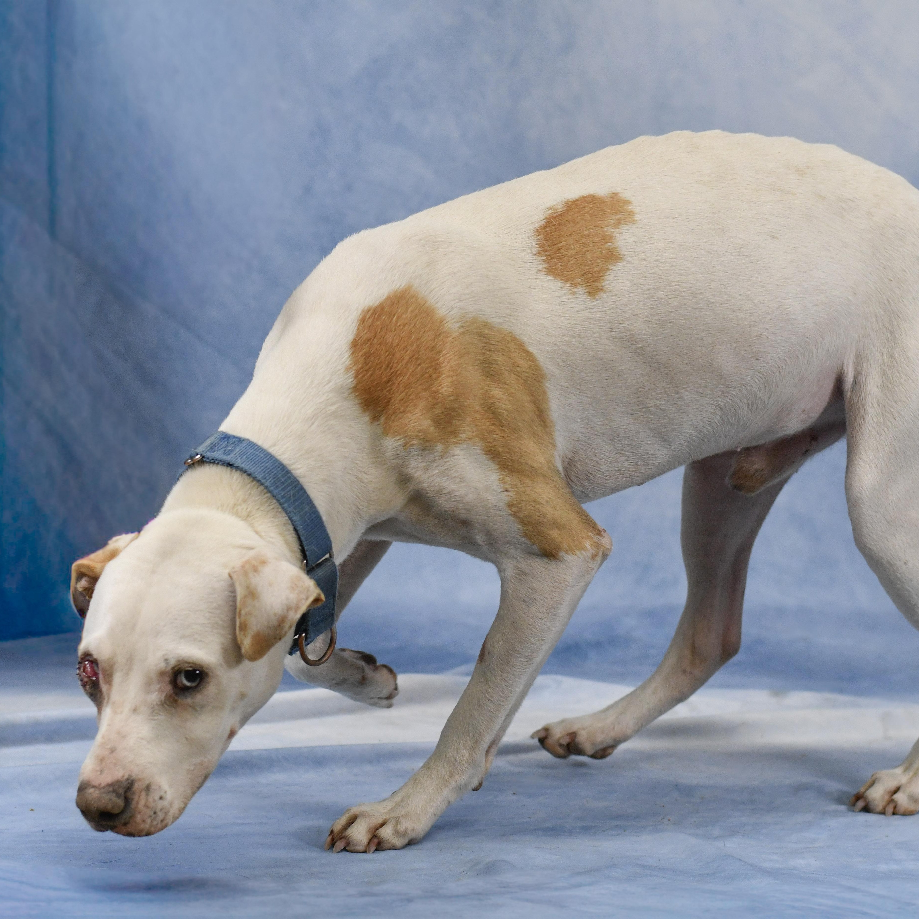Stevie, a ADOPTABLE Mixed Breed in Defuniak Springs, FL image 4/4
