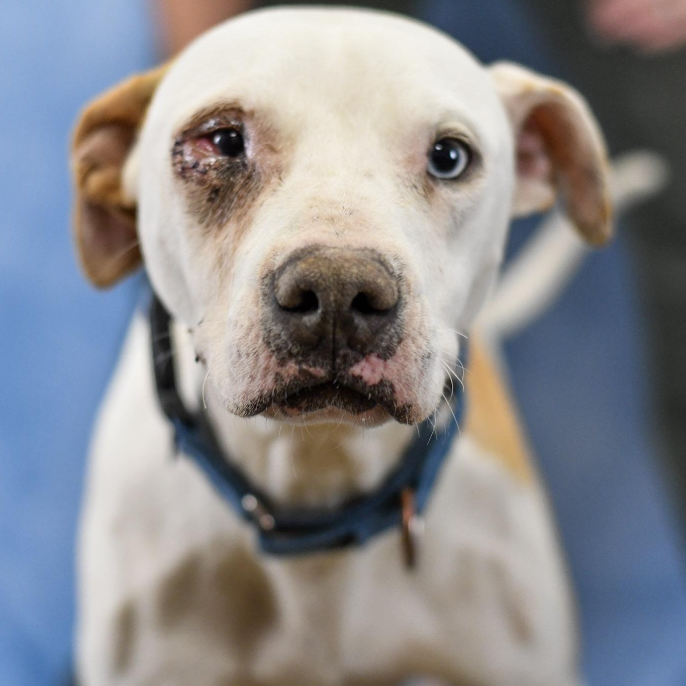 Stevie, ADOPTABLE, Adult Male Mixed Breed.
