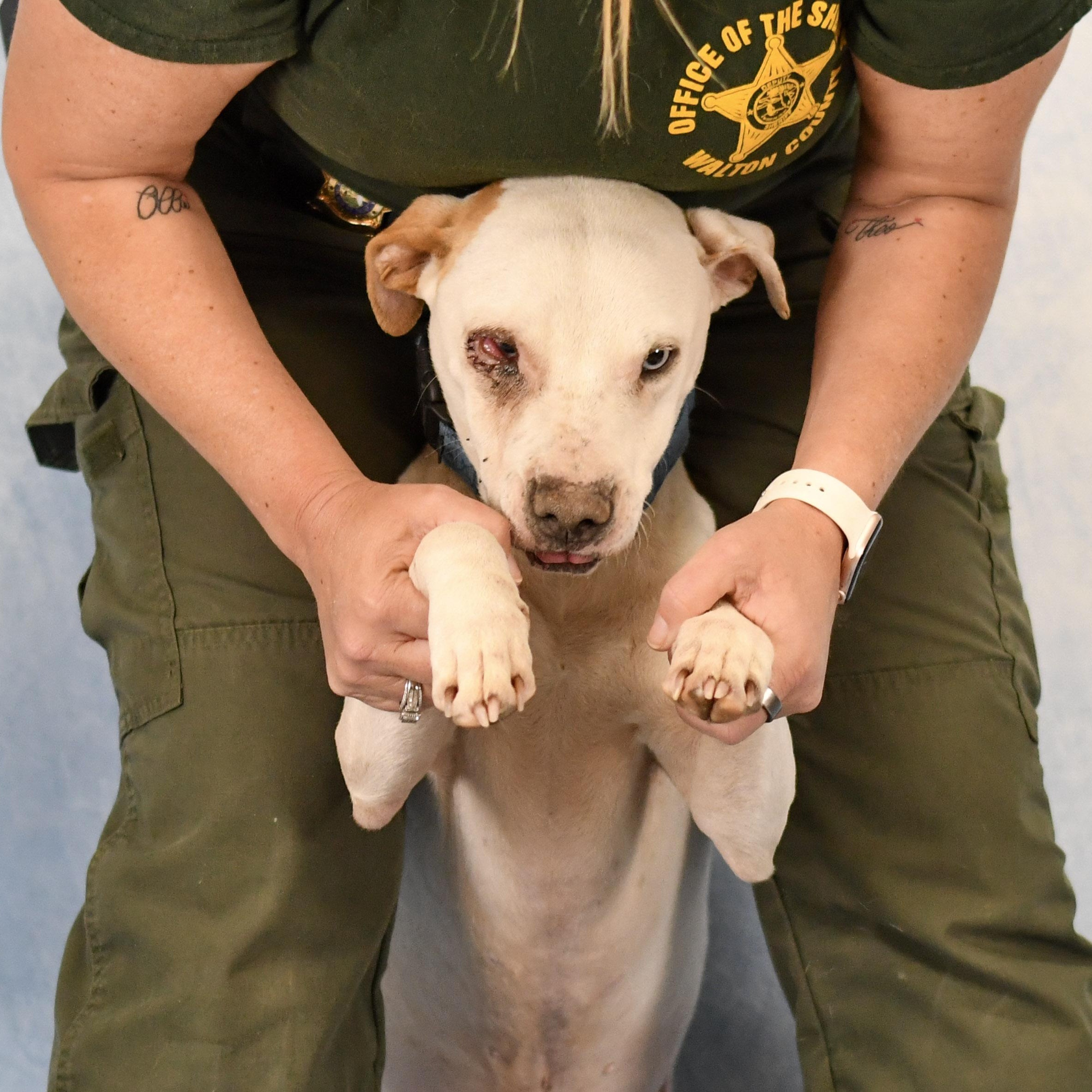 Stevie, a ADOPTABLE Mixed Breed in Defuniak Springs, FL image 2/4