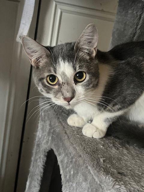 Luke Skywalker, Adoptable, Young Male Domestic Short Hair.