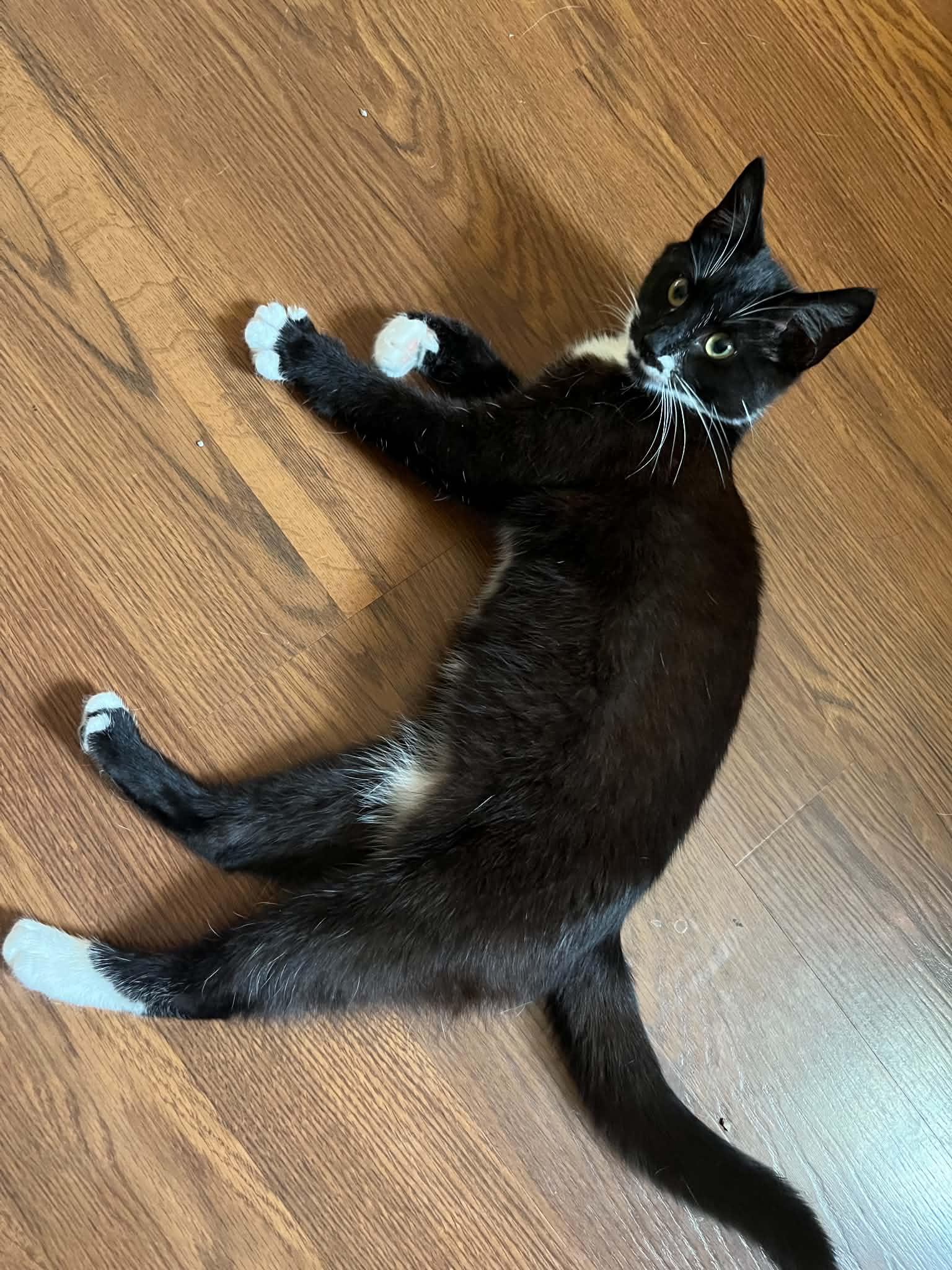 Enlarge Ossie, a Adoptable Domestic Short Hair in Campbellsville, KY image 5/6